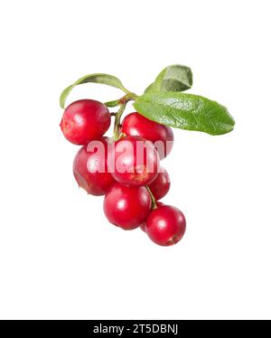 Mirtilli rossi con foglie. Lingonberries. Ravviva le vacche forestali isolate su bianco. Foto Stock