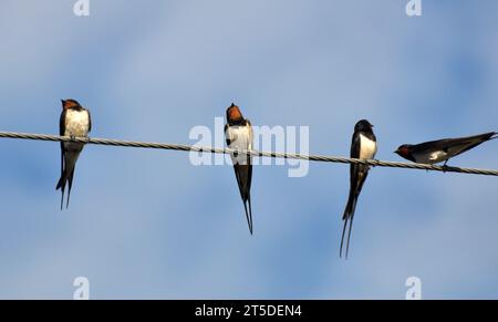 La mattina prima di come volare fuori nell'areasl più caldo per alcuni giorni swallows riunirsi in una confezione e sedersi sui fili Foto Stock