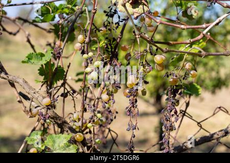 uva secca malata. Grappoli di uva verde con frutta secca sulla vite. Foto Stock