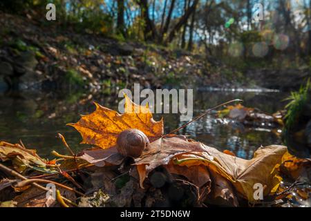 Scena forestale autunnale. Lumaca sulla foglia gialla autunnale. Messa a fuoco selettiva Foto Stock