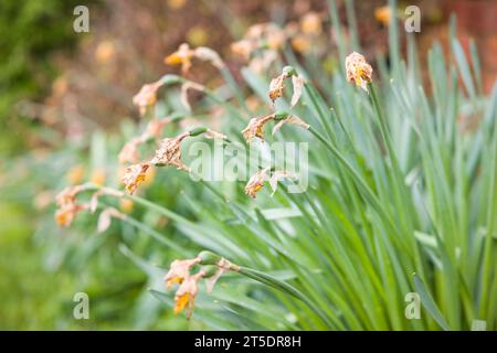 Teste morte Daffodil in un'aiuola inglese in primavera, Regno Unito. Giardino all'inglese Foto Stock