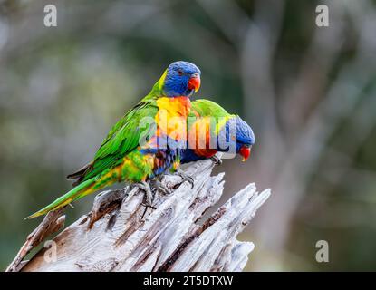 Un paio di lorikeet arcobaleno selvaggi (Trichoglossus moluccanus) appollaiati su un ramo. Australia. Foto Stock