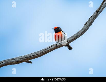 Un Robin dai colori brillanti con tappo rosso (Petroica goodenovii) arroccato su un ramo. Australia. Foto Stock