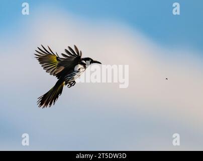 Un New Holland Honeyeater (Phylidonyris novaehollandiae) che insegue un insetto a mezz'aria. Australia. Foto Stock