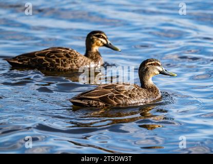 Un paio di anatre nere del Pacifico (Anas superciliosa) che nuotano in acqua. Australia. Foto Stock