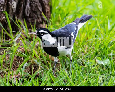 Una Magpie-lark bianca e nera (Grallina cyanoleuca) che si nutrono di erba. Australia. Foto Stock