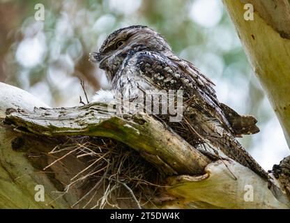 Una frogmouth di Tawny (Podargus strigoides) seduta sul suo nido su un albero. Australia. Foto Stock