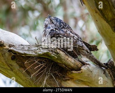 Una frogmouth di Tawny (Podargus strigoides) seduta sul suo nido su un albero. Australia. Foto Stock