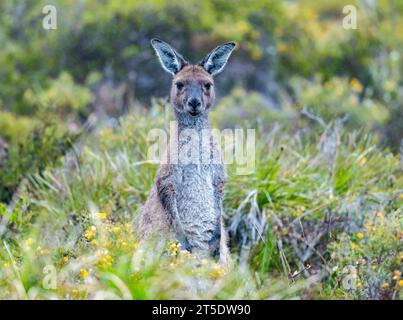 Un canguro grigio occidentale (Macropus fuliginosus) nei cespugli. Australia. Foto Stock