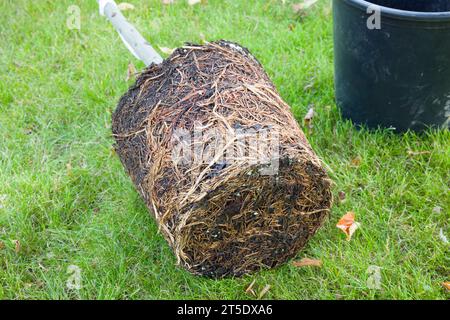 Dettaglio del sistema radice di una pianta con o con root-bound (Bay Tree). Reimpianto di un impianto legato al rootbound, Regno Unito Foto Stock