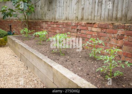 Coltivare pomodori. Giovani piante di pomodoro che crescono all'esterno in un letto rialzato, giardino del Regno Unito. Foto Stock