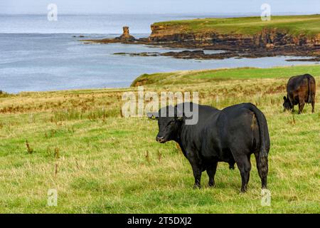 Toro e mucca Aberdeen Angus, vicino al villaggio di May, Caithness, Scozia, Regno Unito, dietro si trova la torre o'Man o'Mey, a St John's Point. Foto Stock