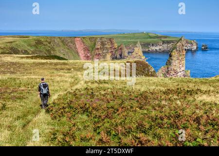 Walker si avvicina agli Stacks of Duncansby sul John o'Groats Trail, Caithness, Scozia, Regno Unito. Mostra la cicatrice di una recente caduta rocciosa (maggio 2023). Foto Stock