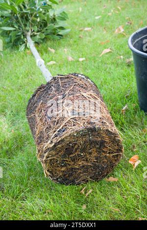 Dettaglio del sistema radice di una pianta legata a un vaso o a una radice (struttura a babordo). Reimpianto di un impianto legato al rootbound, Regno Unito Foto Stock