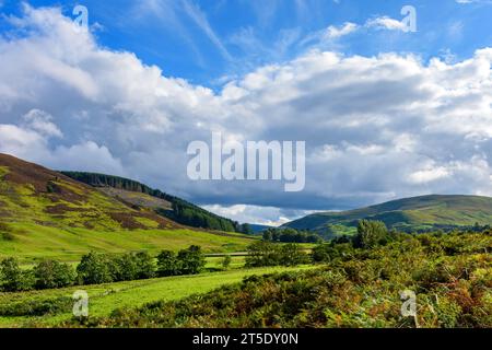 Una scena nelle colline del Southern Upland vicino a Langholm, Dumfries and Galloway, Scozia, Regno Unito Foto Stock