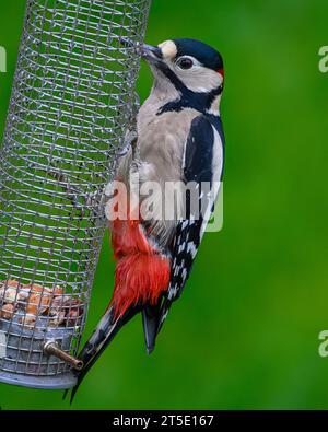 A male Great-Spotted Woodpecker, Dendrocopos Major, si nutre da Un Birdfeeder a Kirkliston, Edimburgo, Scozia, Regno Unito. Foto Stock