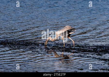 Un grande Heron blu infila il becco in profondità nell'acqua torbida per recuperare un pesce per il loro prossimo pasto sulla riva di una Long Island Foto Stock