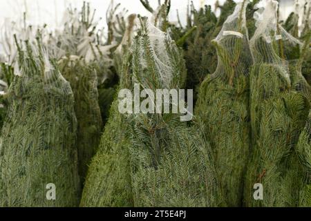 Alberi di Natale avvolti in reti di plastica Foto Stock