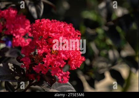 Primo piano di una Lagerstroemia rosa brillante, o Crepe Myrtle, che fiorisce in estate Foto Stock