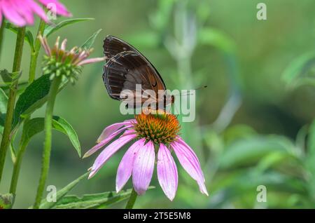 Femmina Diana Fritillary Butterfly che si nutre di un fiore viola all'inizio dell'estate Foto Stock