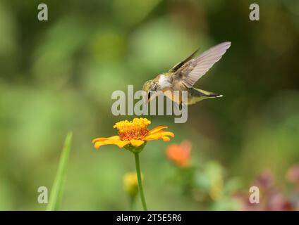 Un giovane colibrì dalla gola rubina che si libra e si nutre di un fiore di Zinnia arancione nel giardino estivo Foto Stock