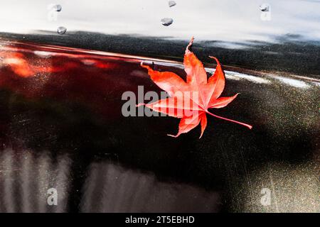 Foglia d'acero rossa su un'auto nera a Vancouver, Canada, in autunno. La vernice nera dell'auto riflette l'ambiente circostante. Foto Stock