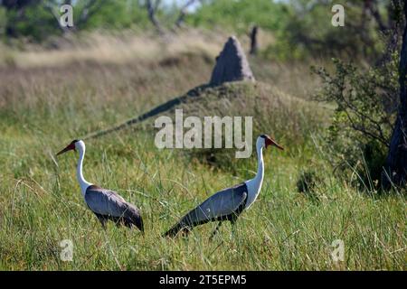 Wattled Crane nel Moremi National Park Foto Stock