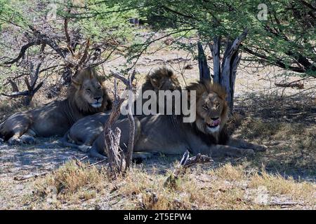 Leoni all'ombra della riserva di caccia Moremi Foto Stock