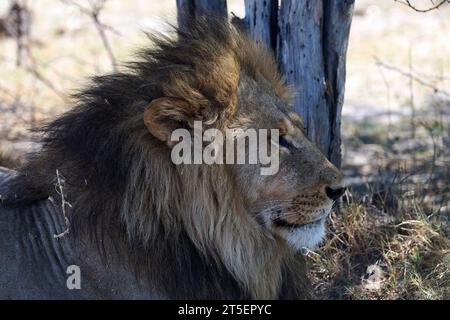 Leoni all'ombra della riserva di caccia Moremi Foto Stock