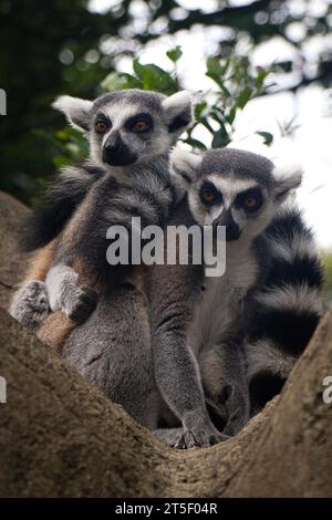 Due lemuri dalla coda ad anello seduti insieme su un albero. Immagine scattata allo zoo di Chester nel Regno Unito Foto Stock