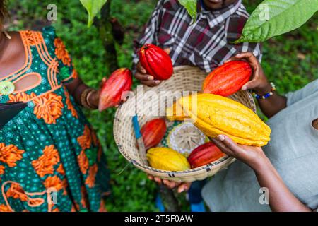 Primo piano di tre raccoglitori di cacao africani con baccelli appena raccolti in mano. Foto Stock