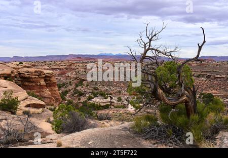 canyon primaverile, spettacolare albero di ginepro morto e nubi di tempesta lungo il sentiero slickrock nel parco nazionale del distretto di needles canyonlands, vicino a moab, utah Foto Stock