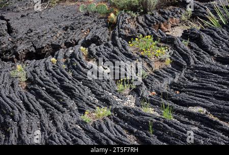 fiori selvatici gialli e cactus che crescono nell'antica lava di pahohoe vulcanica scorre nell'area ricreativa della valle dei fuochi, vicino a carrizozo, nuovo messico Foto Stock