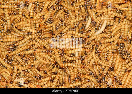 primo piano del verme da pasto giallo Foto Stock