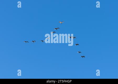 Gregge di ibi bianchi in volo con sfondo blu (uccelli volanti) (offerte nel cielo) Foto Stock