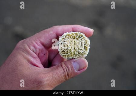 Mano che regge un piccolo fiore di corallo bianco su sfondo sfocato di sabbia della spiaggia Foto Stock
