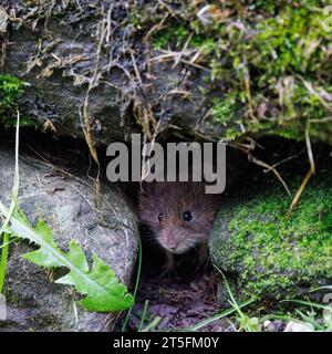 Banca Vole [ Myodes glareolus ] in un muro di pietra a secco Foto Stock