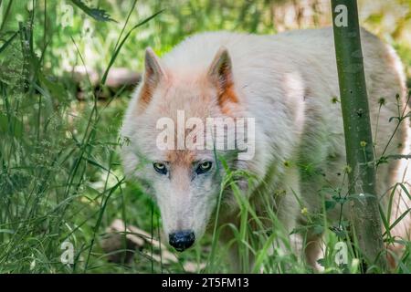 Arctic Wolf, Five Sisters Zoo, Scozia Foto Stock
