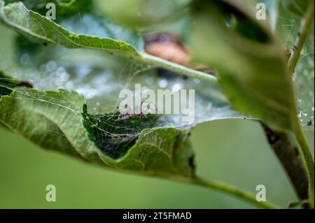 Un ragno si nasconde per la preda in un groviglio di foglie e rami sottili. Foto Stock