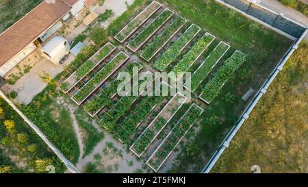 Letti con piante in un'area recintata. Vista da un drone. Coltivare piante Foto Stock