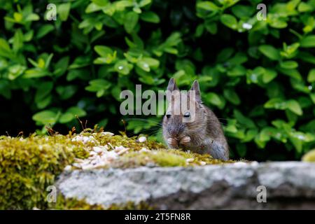 Topo di legno/topo da campo [ Apodemus sylvaticus ] che si nutrono di semi lasciati sulla parete del giardino Foto Stock