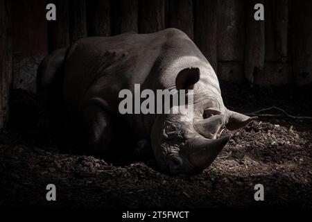 Black Rhinoceros [ Diceros bicornis ] in Paignton Zoo, Devon, Regno Unito Foto Stock