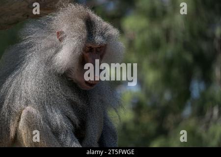 Hamadryas Baboon [ Papio hamadryas ] allo zoo di Paignton, Devon, Regno Unito Foto Stock