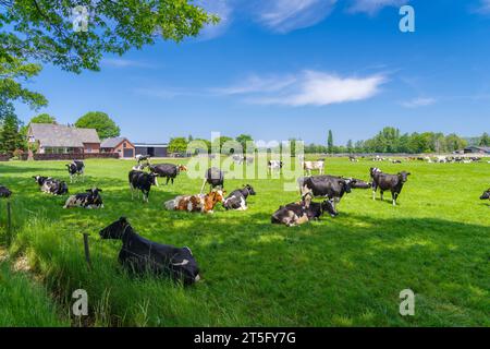 mandria di mucche frisone bianco-rosso e bianco-nero in un prato olandese Foto Stock