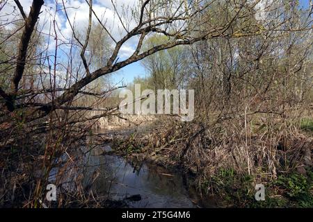 Paesaggio con impraticabile palude in fitta foresta con erba secca e acqua ferma lo scorso anno nelle giornate di sole della stagione primaverile Foto Stock