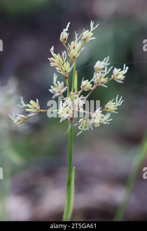 Luzula pilosa, conosciuta come la pelosa foresta-rush, pianta selvatica dalla Finlandia Foto Stock