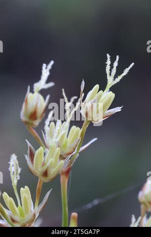 Luzula pilosa, conosciuta come la pelosa foresta-rush, pianta selvatica dalla Finlandia Foto Stock