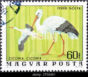 Francobollo cancellato stampato dall'Ungheria, che mostra la cicogna bianca (Ciconia ciconia), circa 1976. Foto Stock