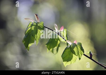 Tilia cordata, noto come Lime a foglia piccola, Linden a foglia piccola o linden a foglia piccola, foglie fresche in primavera Foto Stock