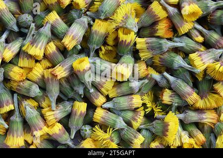 Coltsfoot, Tussilago farfara, noto anche come mosto di tosse, fiore di primavera medicinale selvatico proveniente dalla Finlandia Foto Stock